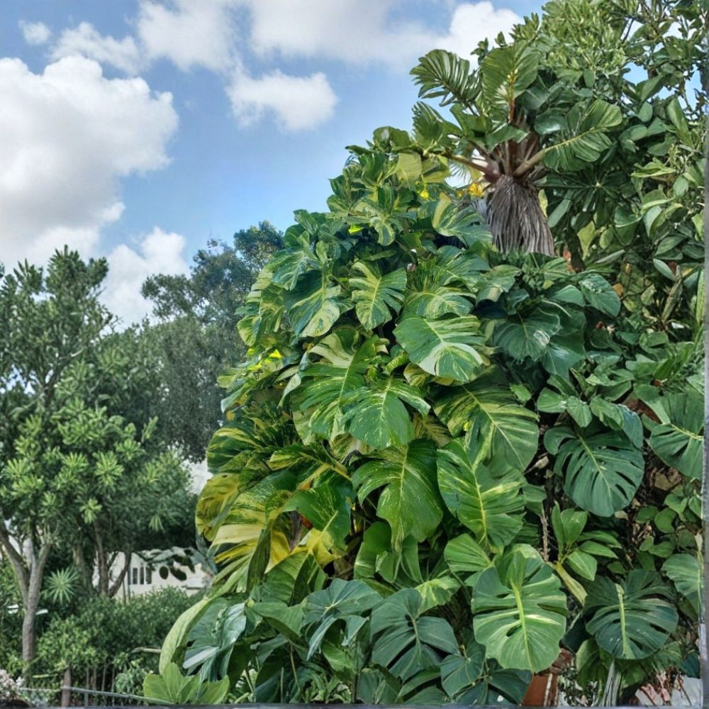 Golden Queen Hawaiian Pothos – Epipremnum aureum Live Node Cutting | Giant Fenestrated Aerial Root Segment | Rare Climbing Houseplant
