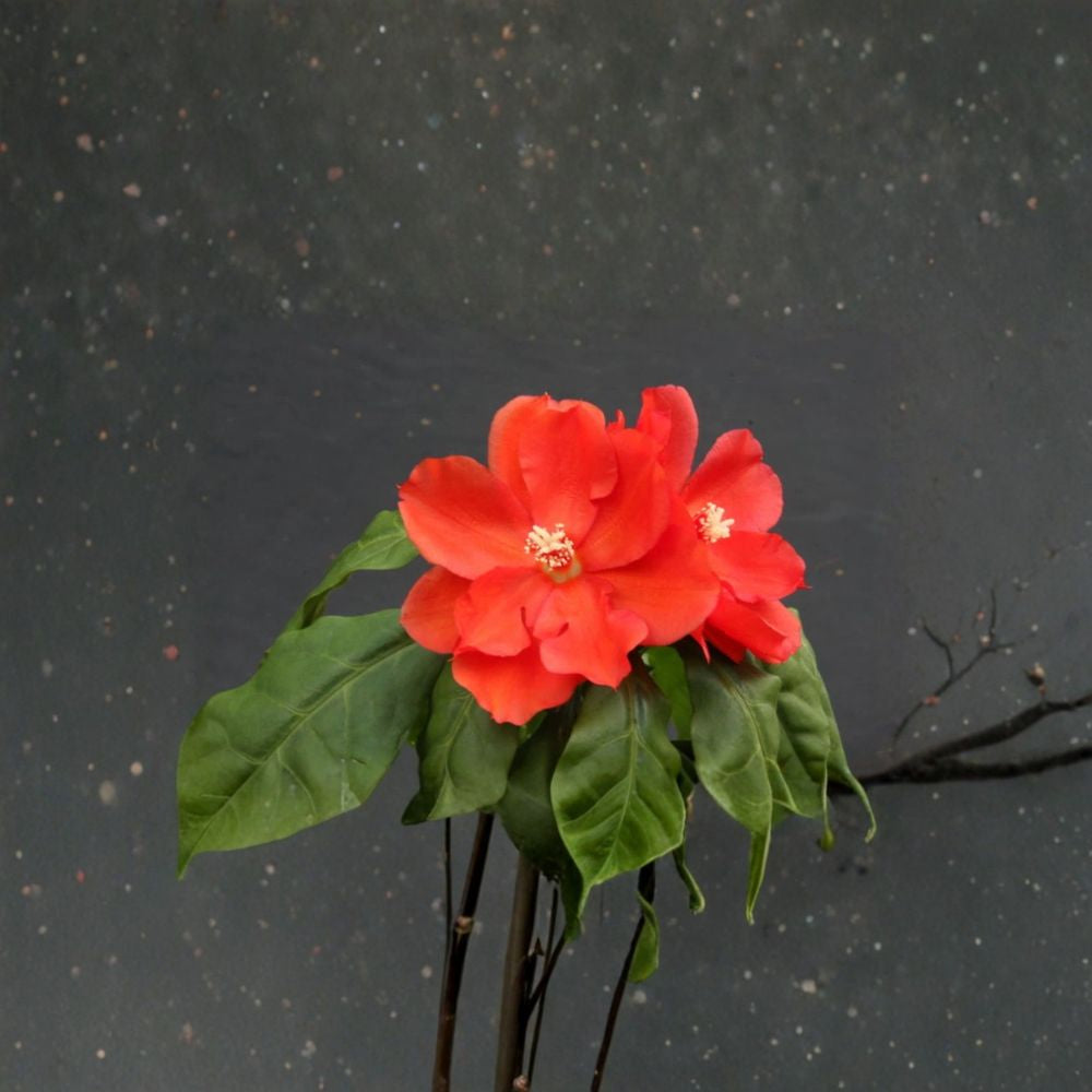 Pereskia bleo – Rare Live Cactus | 4–6 Inches Tall | Bare Root | Leafy Wax Rose Cactus | Exotic Collector Succulent