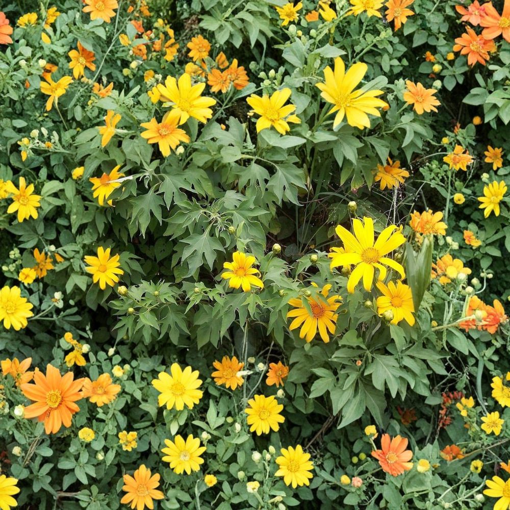 Mexican Sunflower – Tithonia diversifolia Live Cuttings | 5 Cuttings 8 Inches | Tropical Flowering Shrub | Easy to Propagate | Garden Favorite