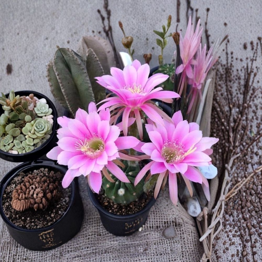 Green Globe Cactus – Echinopsis oxygona Live Rooted Plant | Red Flowering Cactus | White Pot Included | Easy Care Succulent | Indoor Décor