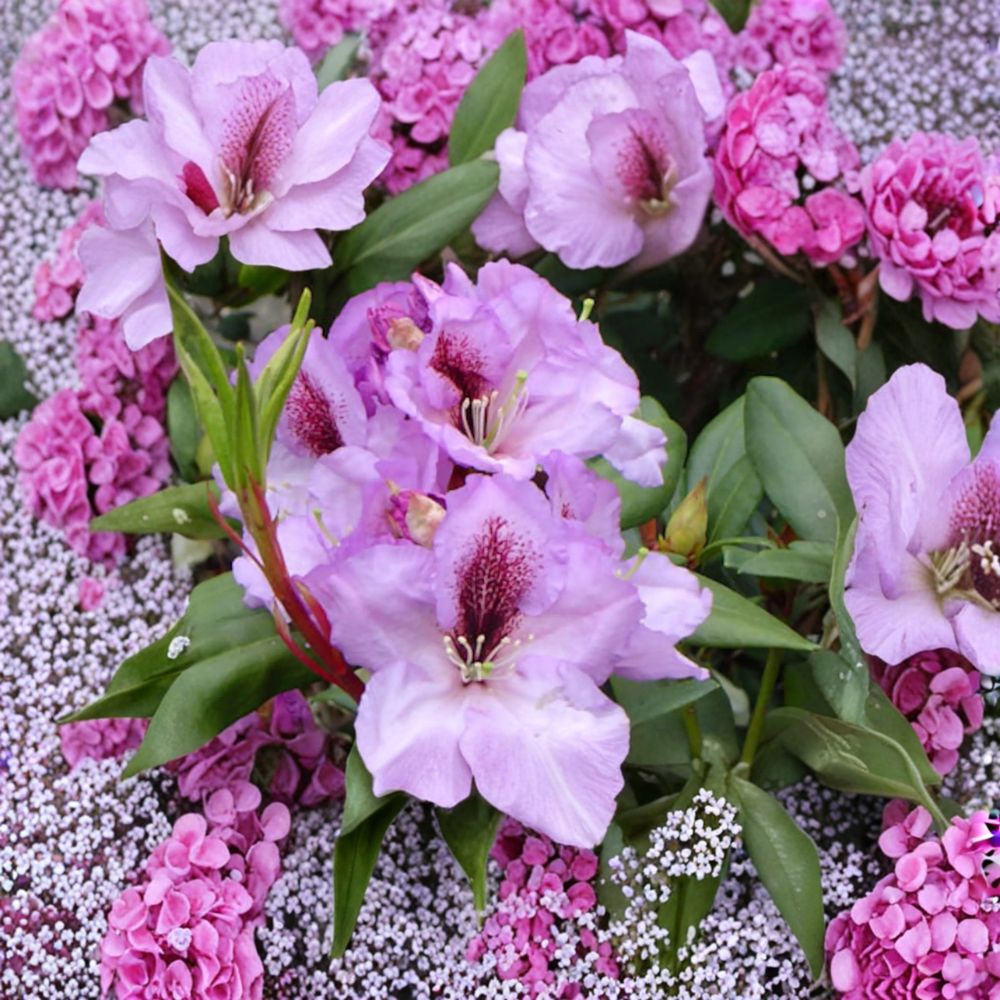 Rhododendron ‘Arthur Bedford’ Live Evergreen Shrub | Fragrant Purple Blooming Rhododendron | Cold Hardy Landscape Plant | Field Grown 15–18 Inches Wide