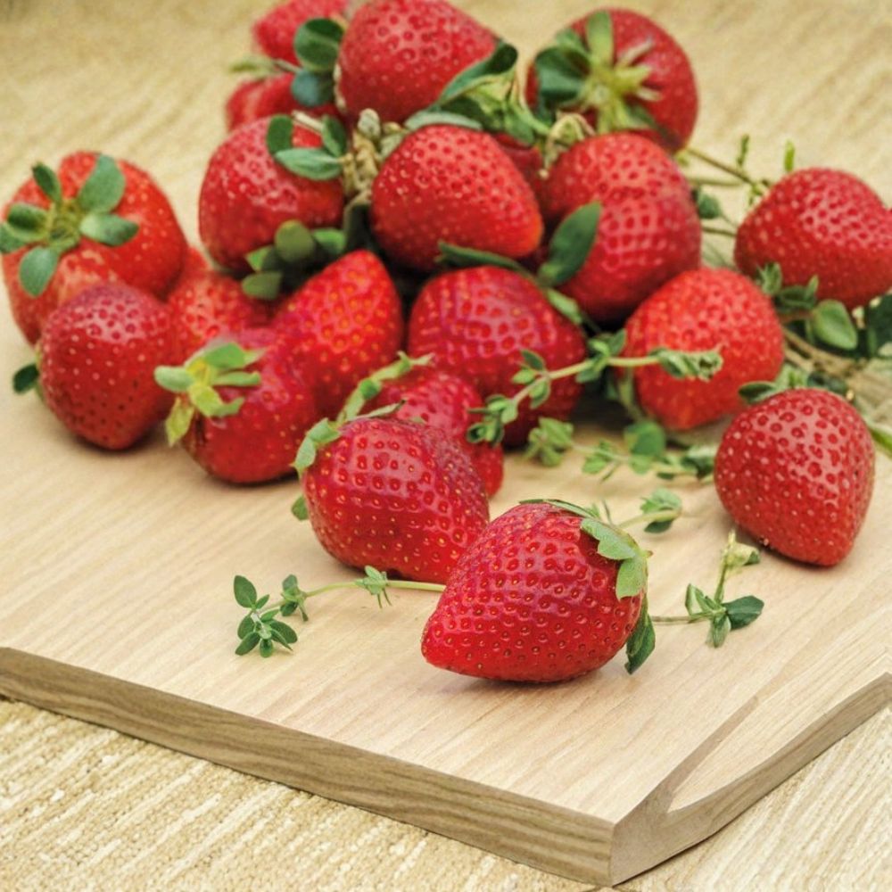 Ozark Beauty Everbearing Strawberry – Live Bare Root Plants | Set of 10 | Sweet Strawberry Variety | Ready to Plant