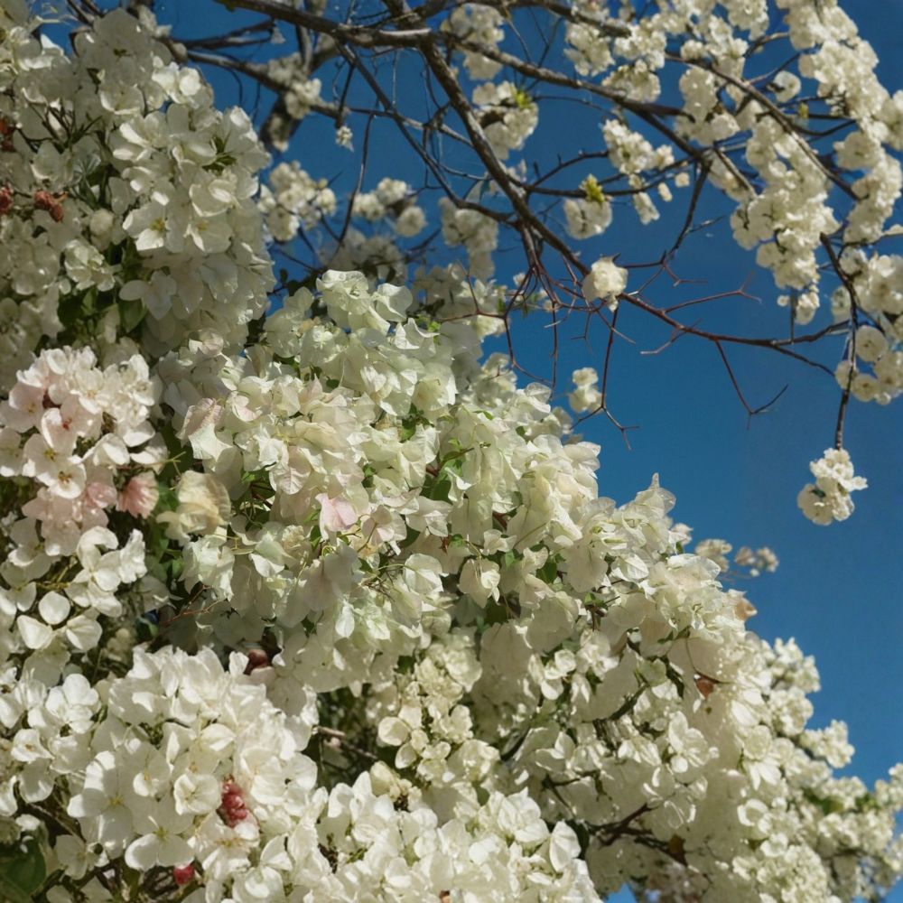 Key West White Bougainvillea Live Plant – Rooted Starter Plant – Bare Root Tropical Flowering Vine