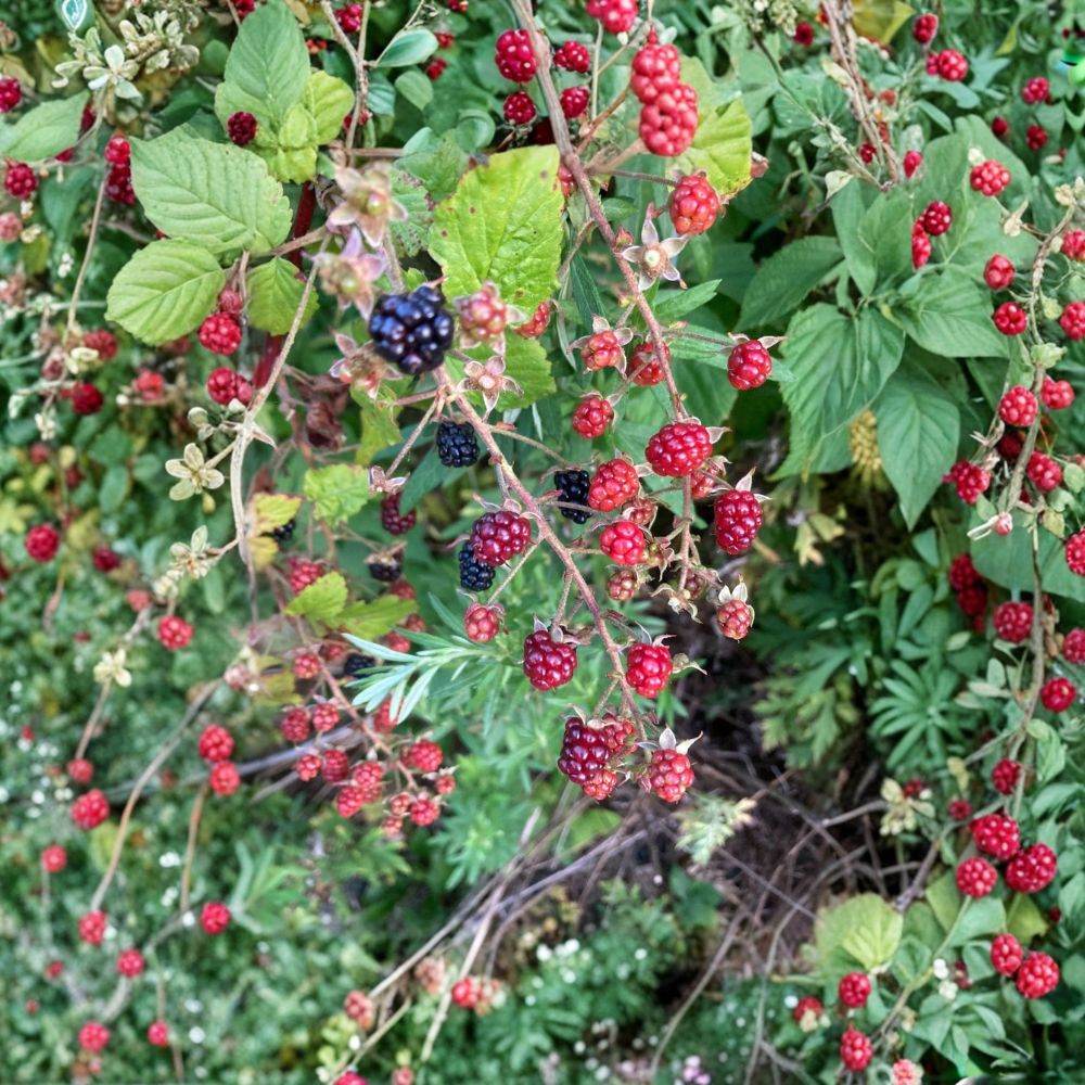 Allegheny Blackberry – Rubus allegheniensis Live Rooted Starter Plant | Fruiting Berry Bush | Self-Pollinating | Easy to Grow