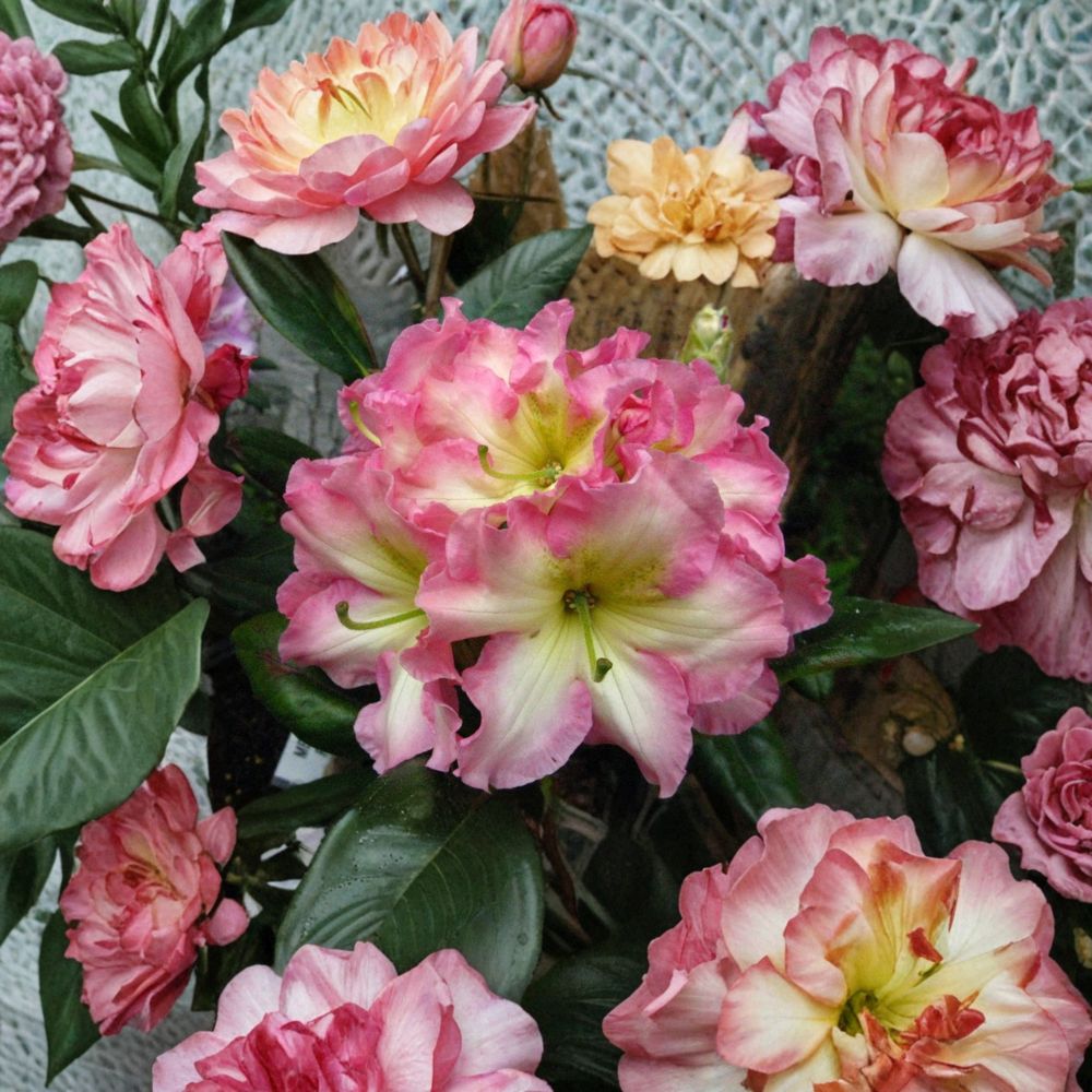 Rhododendron ‘Melrose Flash’ Live Evergreen Shrub | Fragrant Pink Yellow & Green Blooms | Hardy Landscape Rhododendron | #3 Container Grown