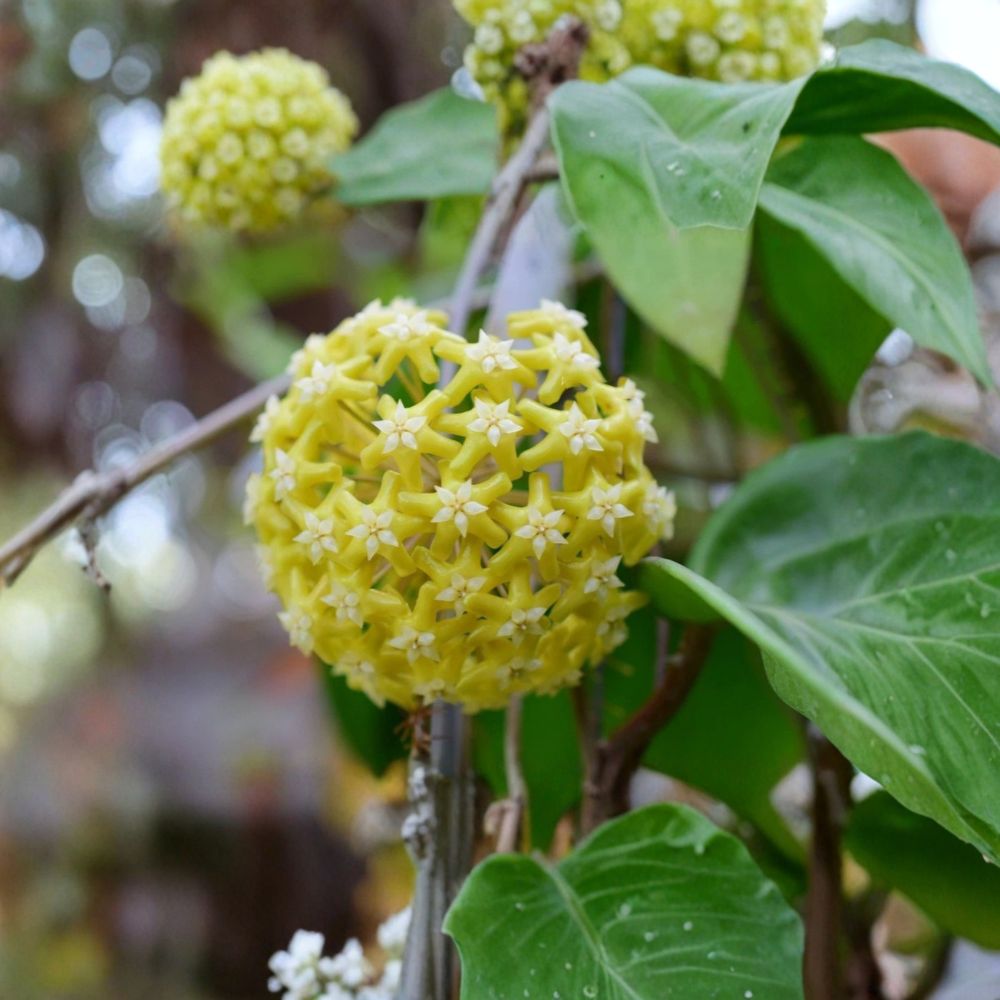 Hoya pentaphlebia Live Plant | Rooted in 3.5 Inch Pot | Rare Tropical Hoya | Fragrant Blooms | Easy Care Houseplant
