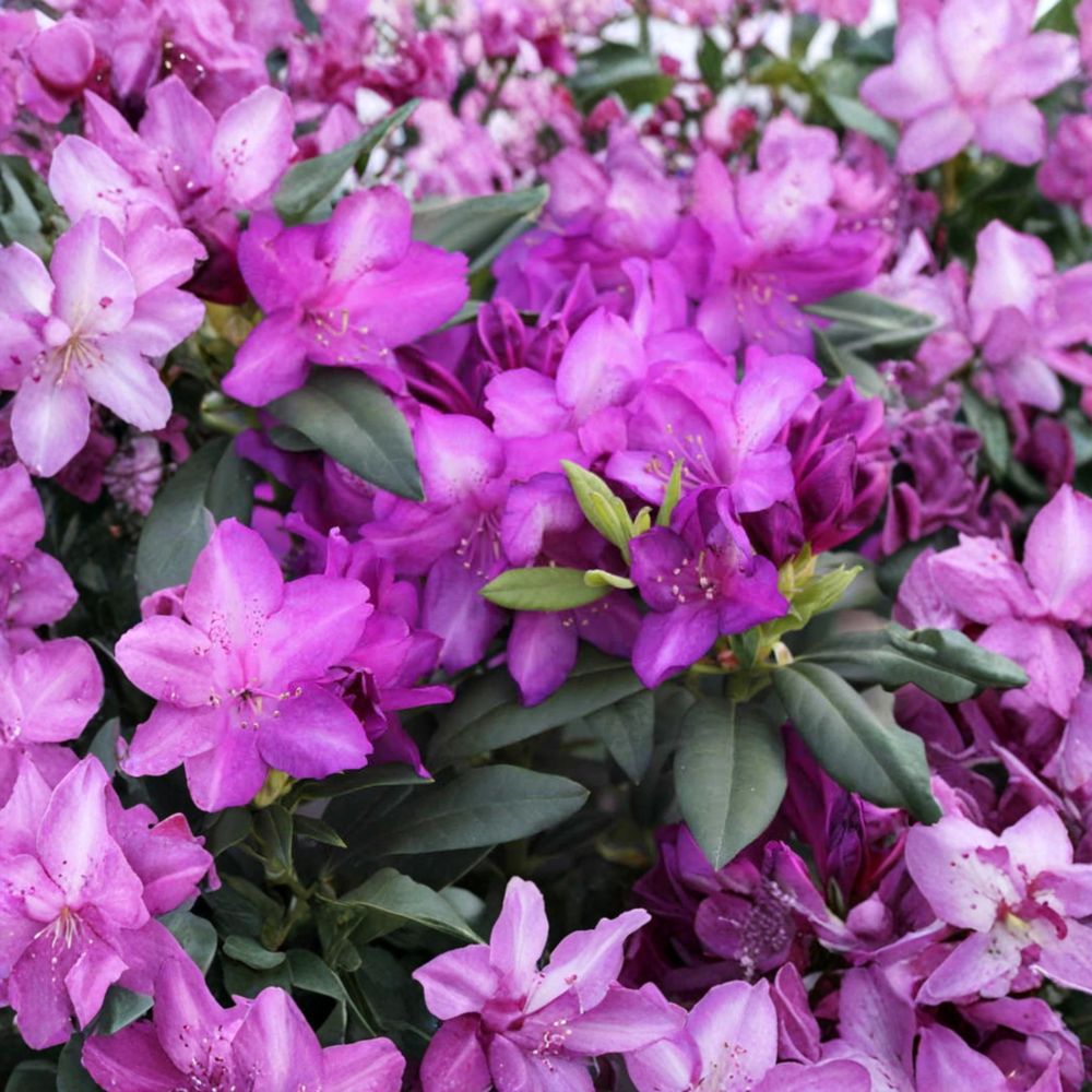 Rhododendron ‘Purple Passion’ Live Evergreen Shrub | Purple Blooming Rhododendron with White Highlights | Cold Hardy Landscape Plant | Field Grown 12–15 Inches Wide