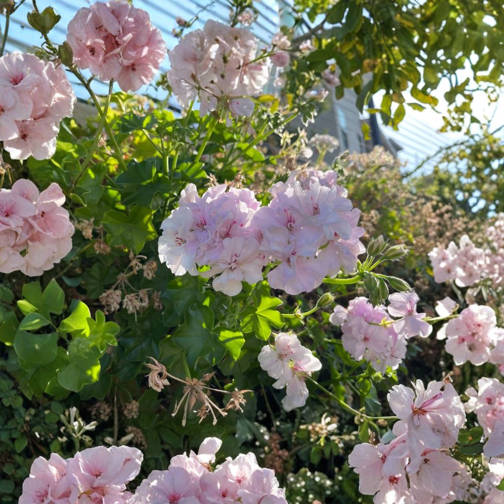 White & Pink Trailing Ivy Geranium – Pelargonium peltatum Live Cuttings | 2 Cuttings 6 Inches | Rare Double Bloom | Easy to Propagate | Trailing Flowering Plant