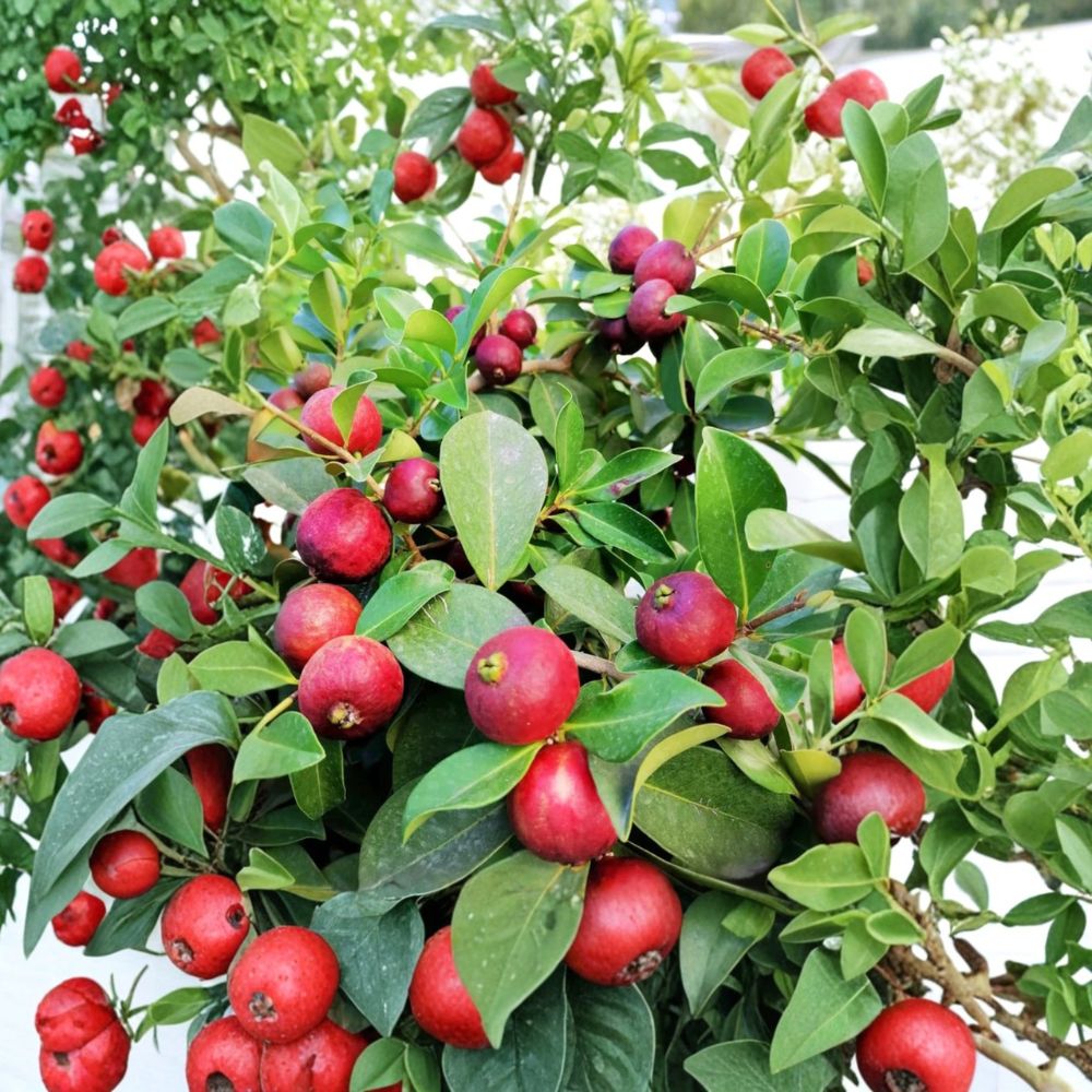 Live Strawberry Guava Plant – Psidium cattleianum Rooted Starter | 6–9 Inches Tall | Bare Root | Pink Tropical Fruit Tree | Container Friendly
