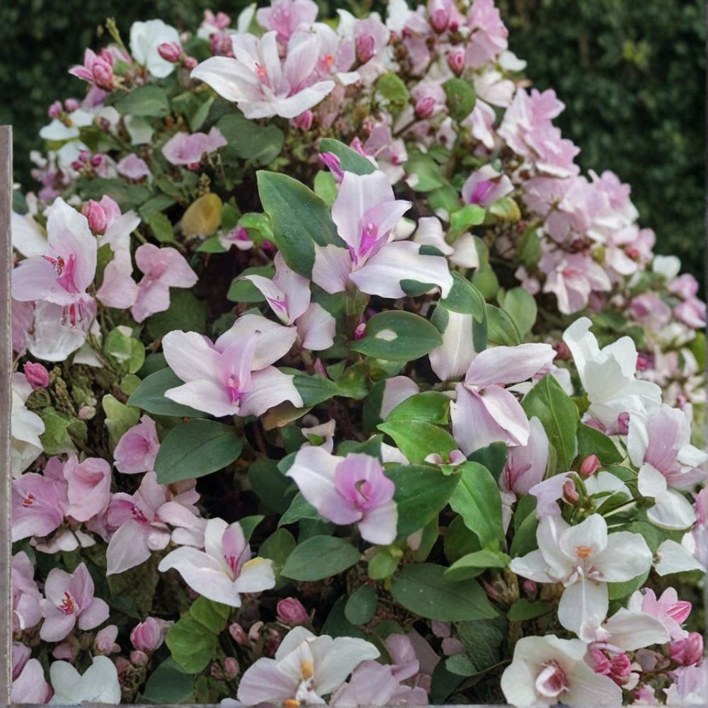 Variegated Blushing Bride Tradescantia – Tradescantia 'Blushing Bride' Live Cuttings | 3 Cuttings | Pink & White Foliage | Trailing Houseplant | Easy to Propagate