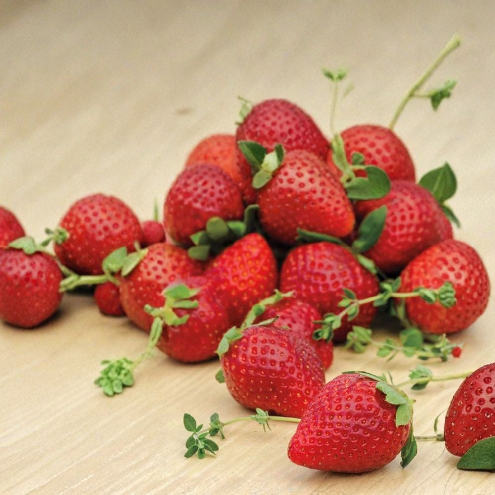 Ozark Beauty Everbearer Strawberry Plants – Lot of 25 Bare Root Plants | Sweet Red Berries | Easy to Grow | Home Garden Favorite | Container Friendly