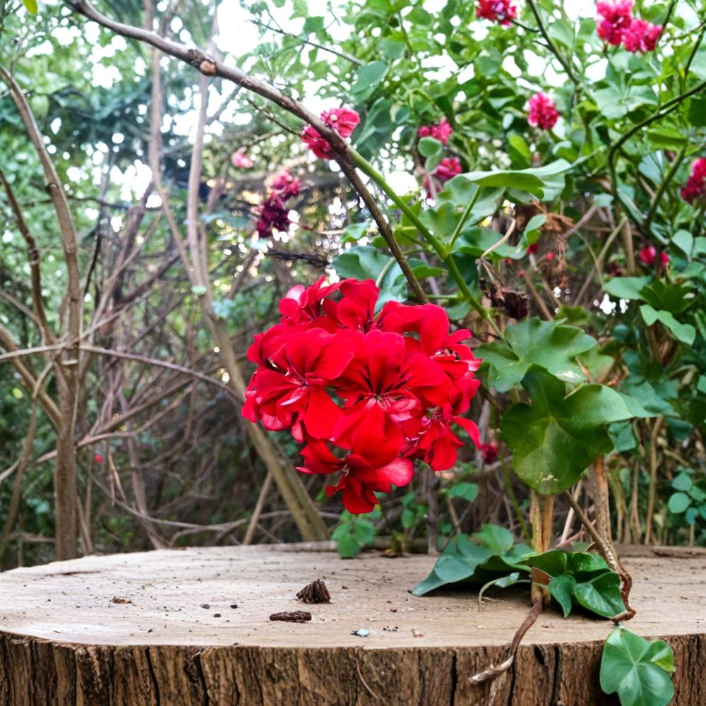 Vivid Red Ivy Geranium – Pelargonium peltatum Live Plant | 3 Fresh 6-Inch Starter Cuttings | Trailing Flowering Plant | Easy to Grow