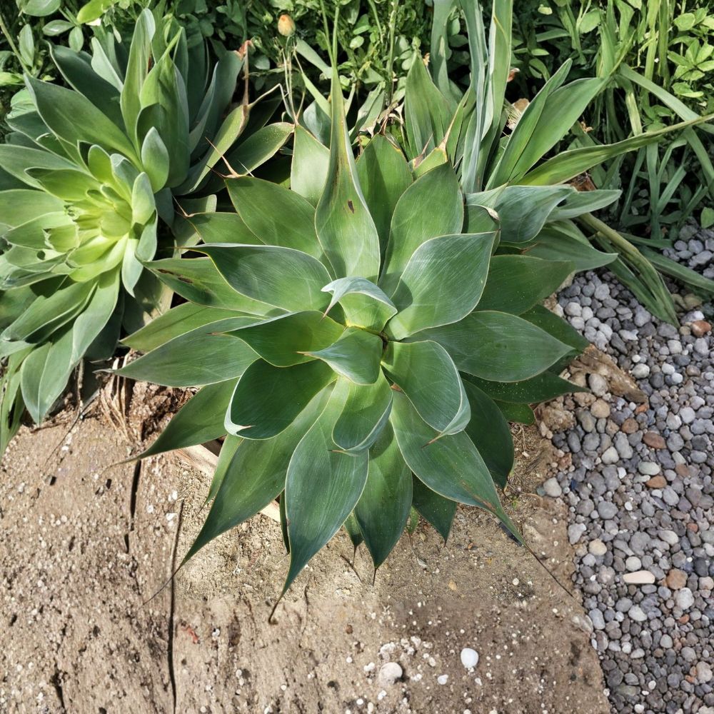 Foxtail Agave – Agave attenuata Live Rootball | 9 Inches Wide | Spineless Tropical Succulent | Landscape Accent | Easy to Grow