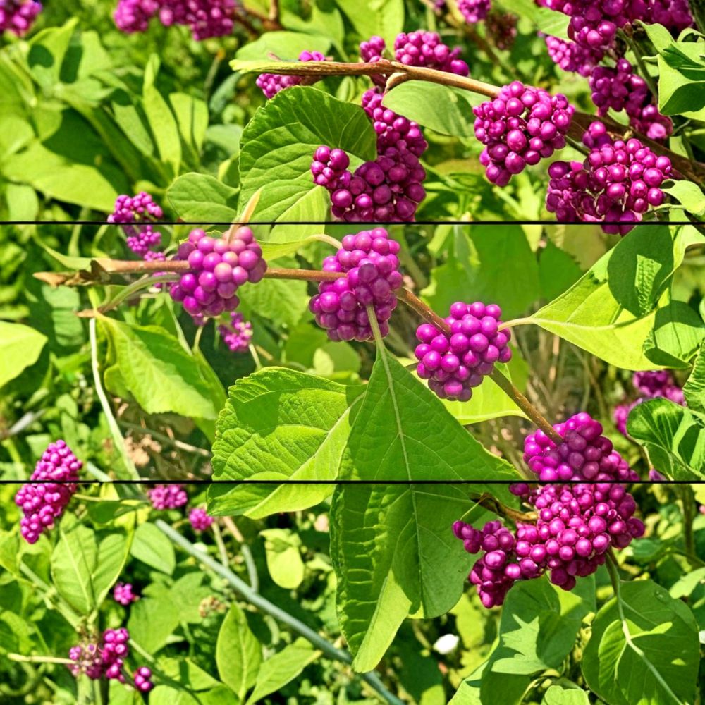 American Beautyberry – Callicarpa americana Live Plant | Fully Rooted in 1 Gallon Nursery Pot | Native Berry Shrub | Pollinator & Bird Friendly