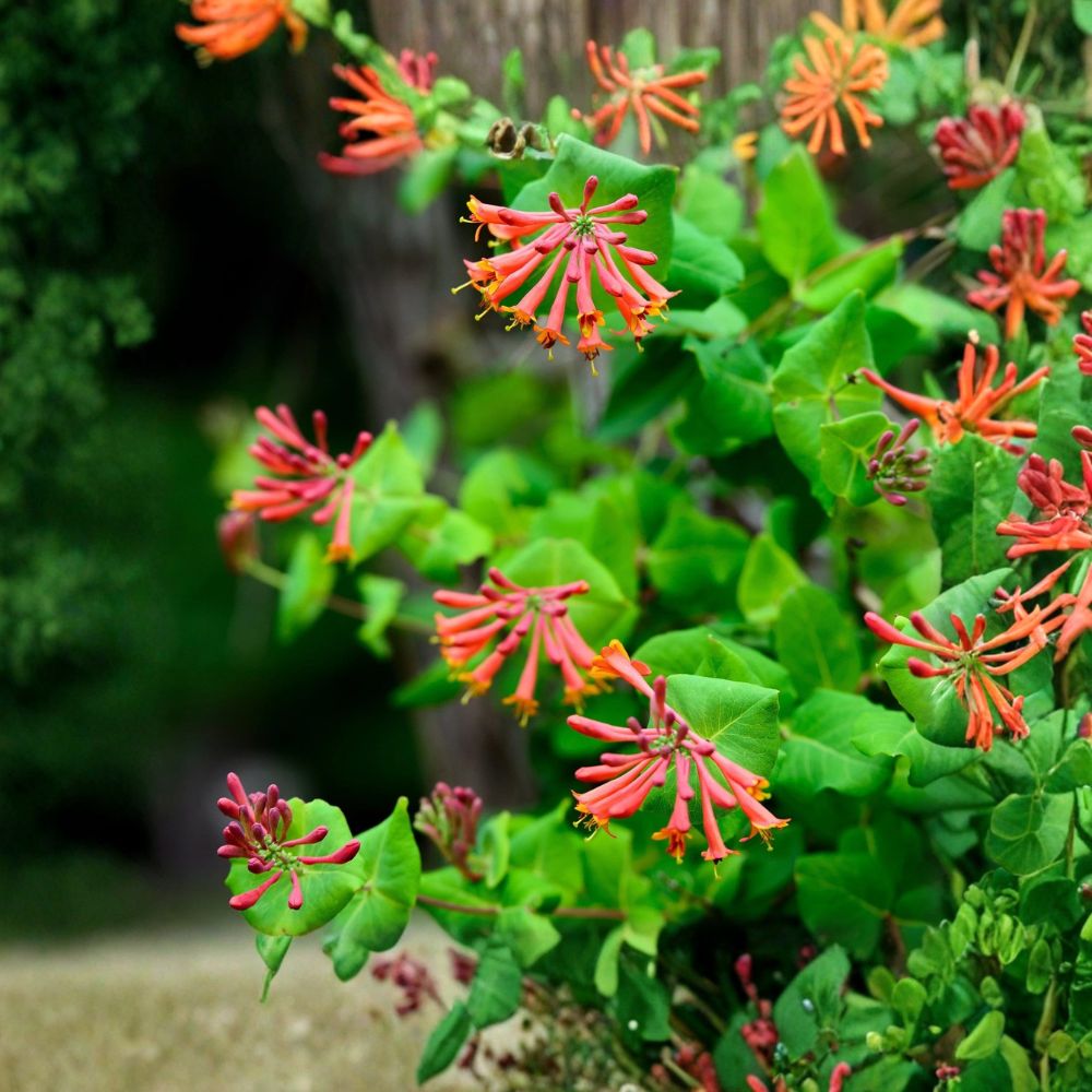 Dropmore Scarlet Honeysuckle – Lonicera × brownii 'Dropmore Scarlet' Live Potted Vine | Quart Pot | Hummingbird-Friendly Climbing Plant