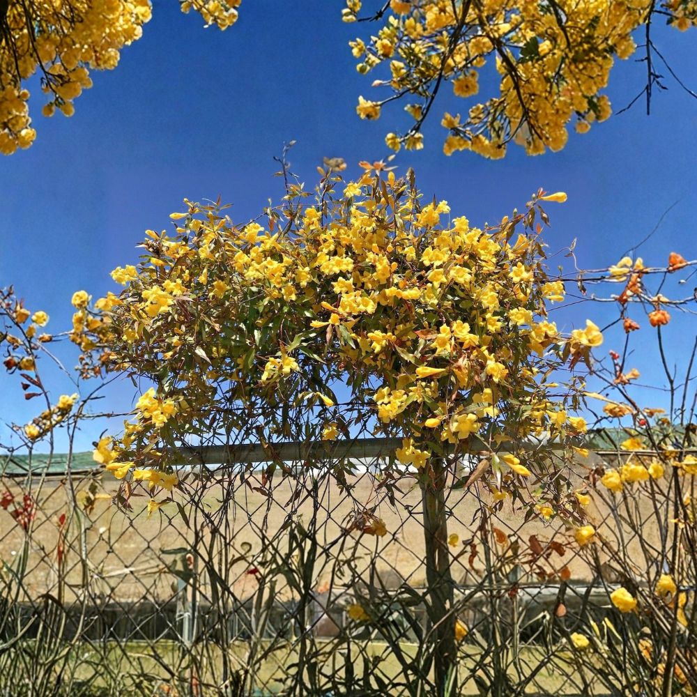 7 Carolina Jasmine Vines – Gelsemium sempervirens Live Bare Root | Yellow Flowering Climbing Vine | Hummingbird Friendly | 8–10 Inches | Easy to Grow