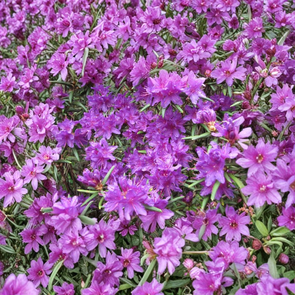 Night Editor Rhododendron – Live Evergreen Shrub | One Gallon Container Plant | Hardy to -5°F | Purple Blooming Landscape Rhododendron | Compact Shade Garden Plant