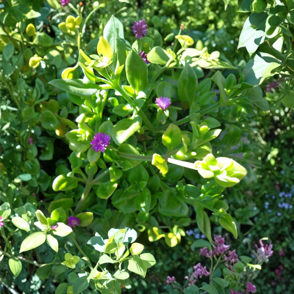 Purple Apple Ice Plant – Aptenia cordifolia Fresh Cuttings | Set of 10 | 5–7 Inches Long | Baby Sun Rose Succulent | Easy to Grow