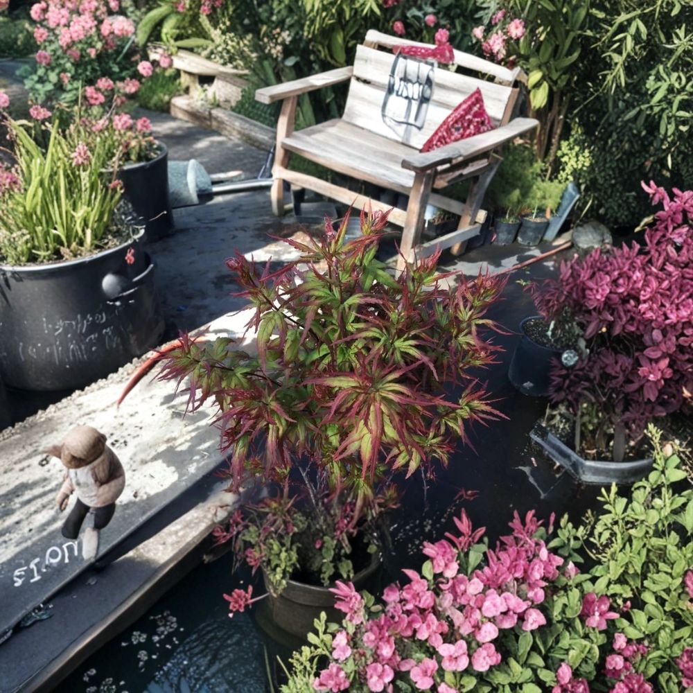 Angel The Prince Japanese Maple – Acer palmatum Grafted Live Plant | 6 Inches Tall | Ships Without Pot | Ornamental Dwarf Tree