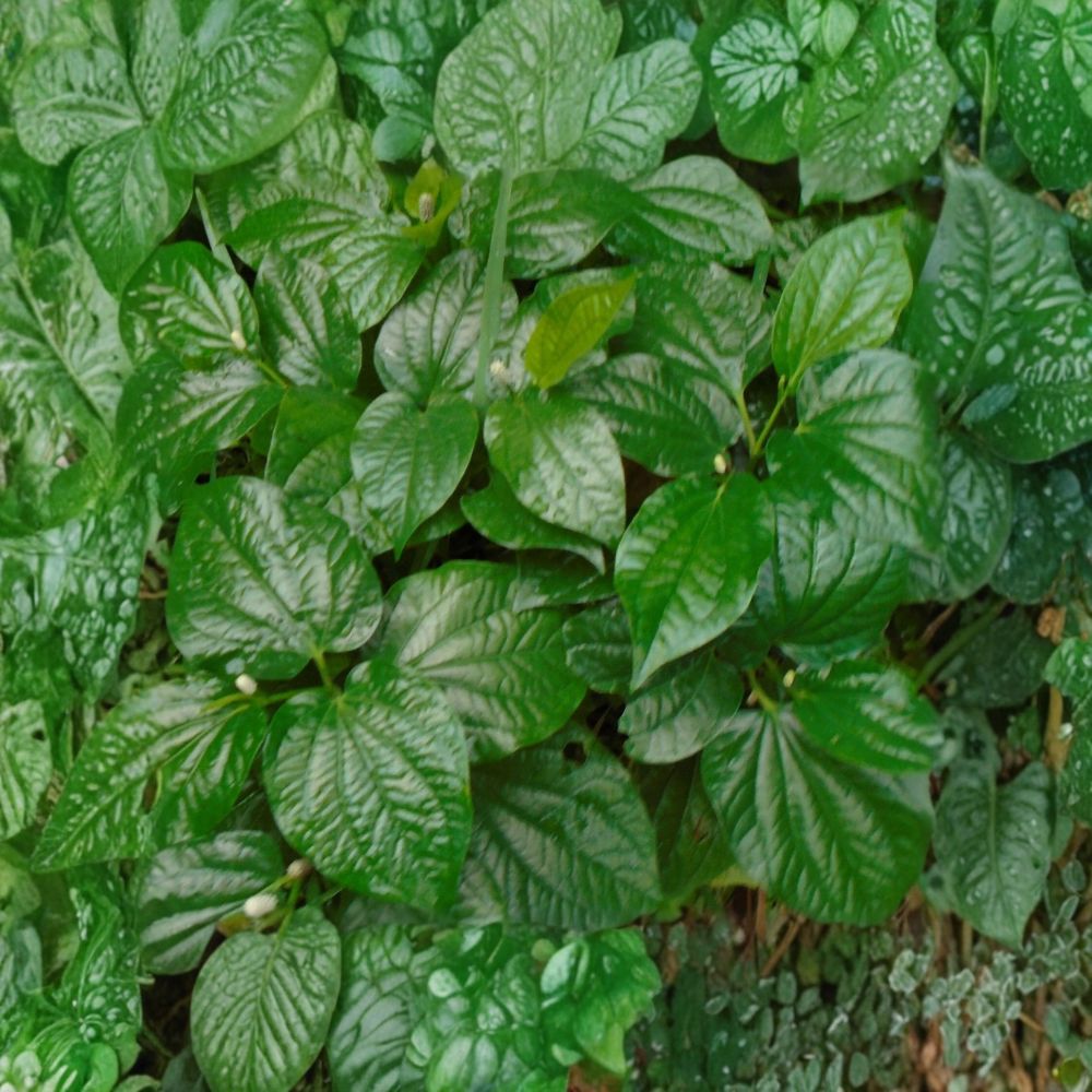 5 Rooted Wild Betel Plants – Piper sarmentosum Live Bare Root | Lolot Leaves | Texas Grown | Culinary Herb | Easy to Grow