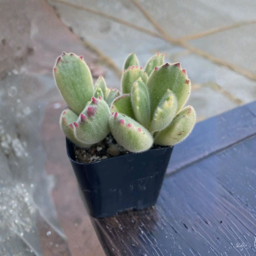 Variegated Bear's Paw – Cotyledon tomentosa Live Succulent | 2 Inch Pot | Fully Rooted | Fuzzy Variegated Succulent | Easy to Grow