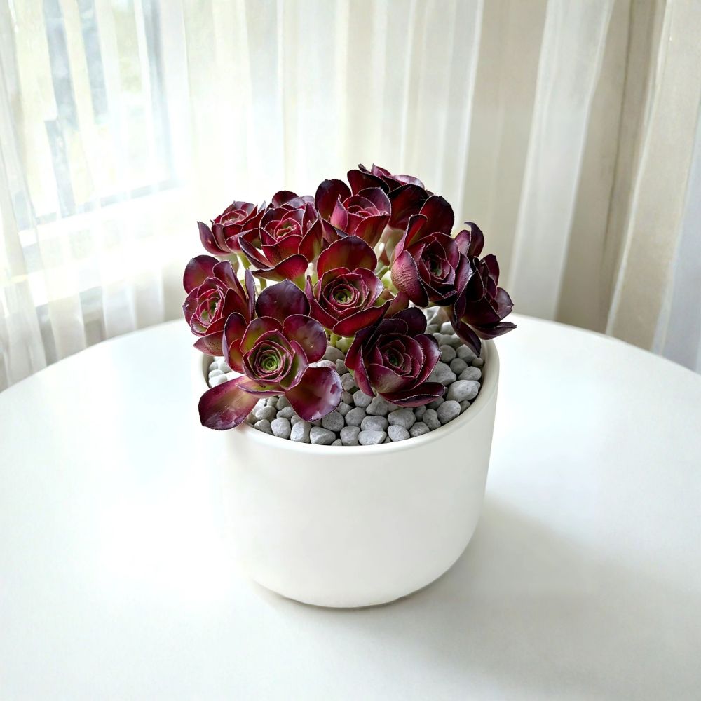 Echeveria 'Nafu' Live Succulent | Rare Succulent Plant 3–3.5 Inches | Bare Root Colorful Rosette | Easy Care Houseplant | Collector Gift
