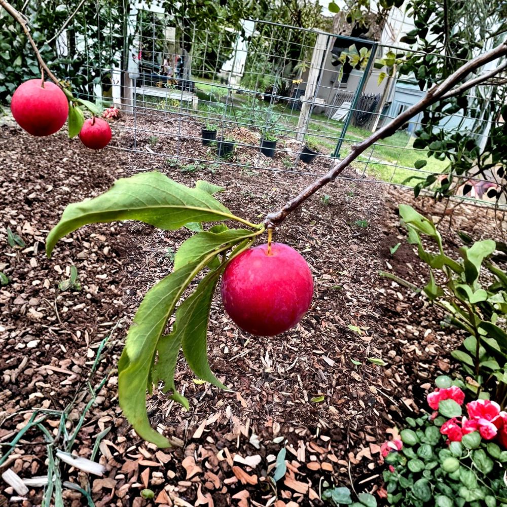 Scarlet Beauty Plum Tree – Fresh Grafting Cuttings | Set of 5 | Unrooted Plum Scion Wood | Fruit Tree Propagation
