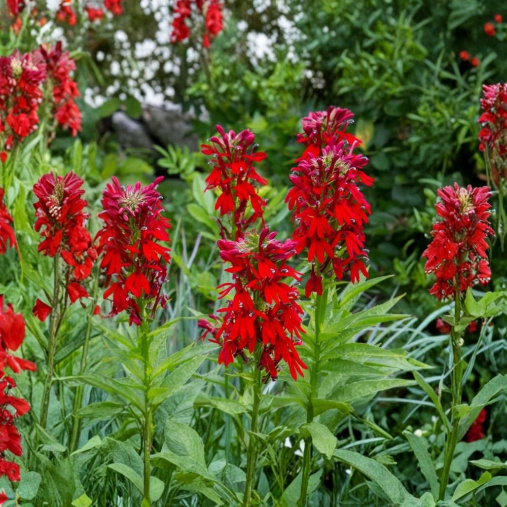 Red Cardinal Flower – Lobelia cardinalis Live Bare Roots | Set of 5 | Native Perennial | Hummingbird & Pollinator Plant