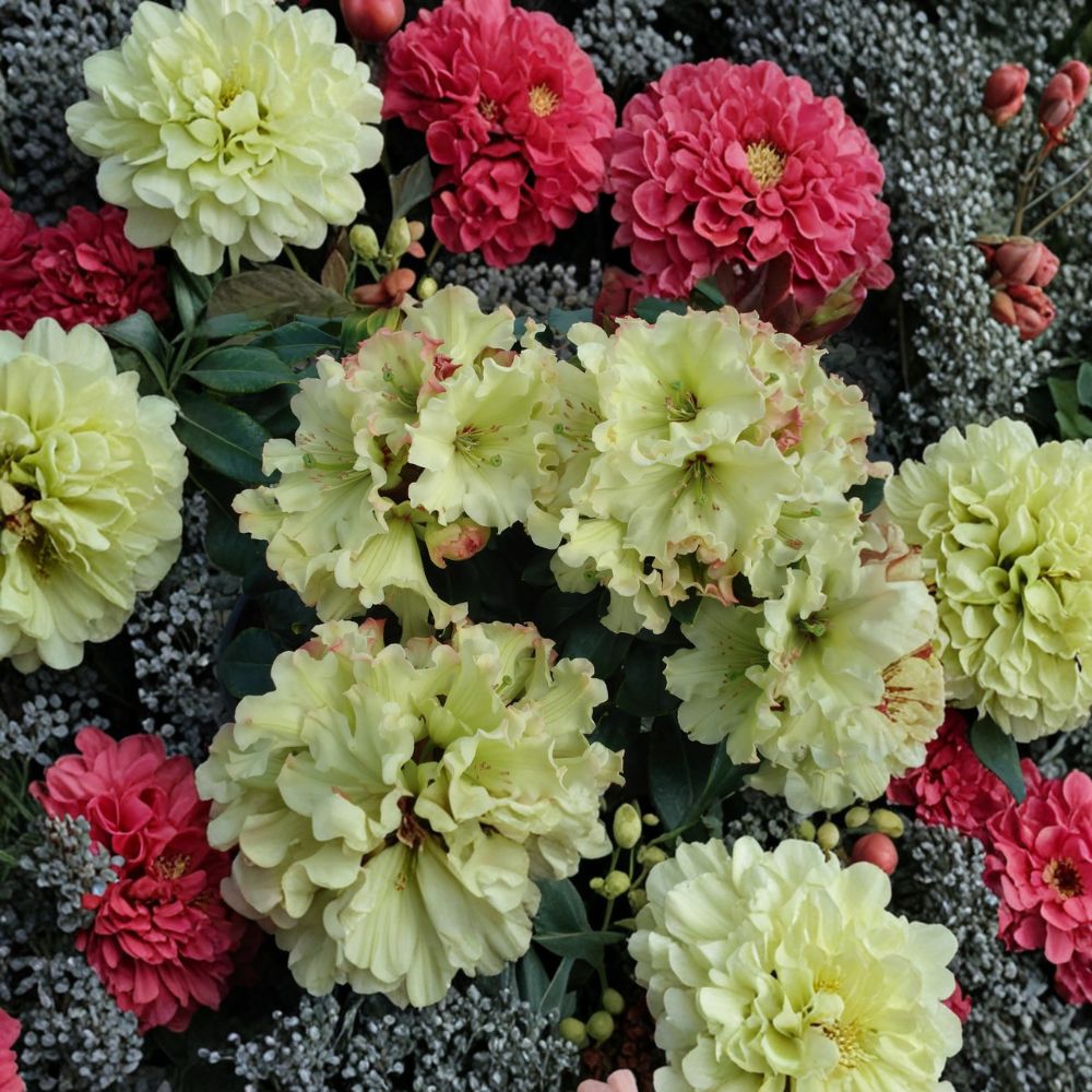 Windsong Rhododendron – Live Evergreen Shrub | #3 Container Plant | Hardy to 0°F | Yellow Wavy Blooms with Red Accents | Award Winning Landscape Rhododendron