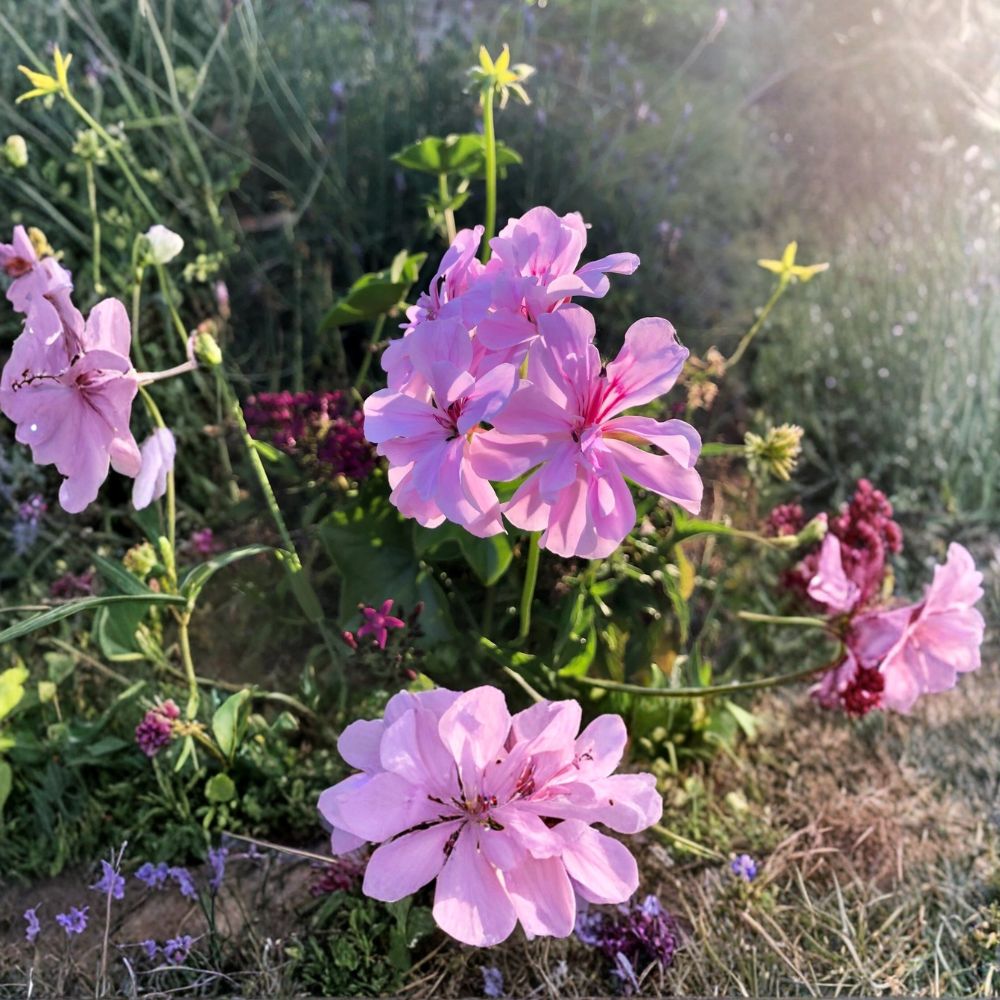 Lavender Trailing Ivy Geranium – Pelargonium peltatum Live Cuttings | 3 x 6 Inch Unrooted Cuttings | Purple-Pink Blooms | Easy to Propagate | Patio & Garden Favorite