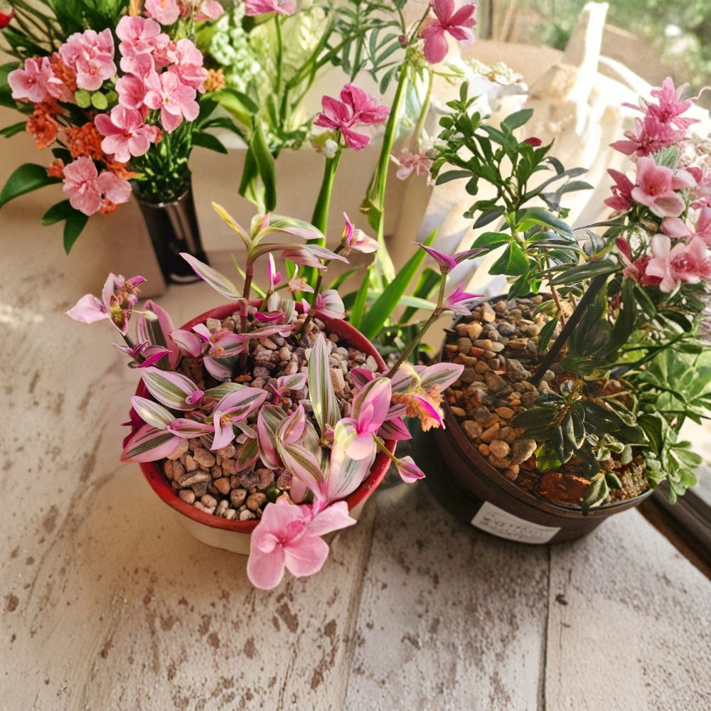 Tradescantia Nanouk Live Plants | Pack of 3 Rooted Plants | Pink Green & Purple Foliage | 6–12 Inches Tall | Easy Care Houseplant