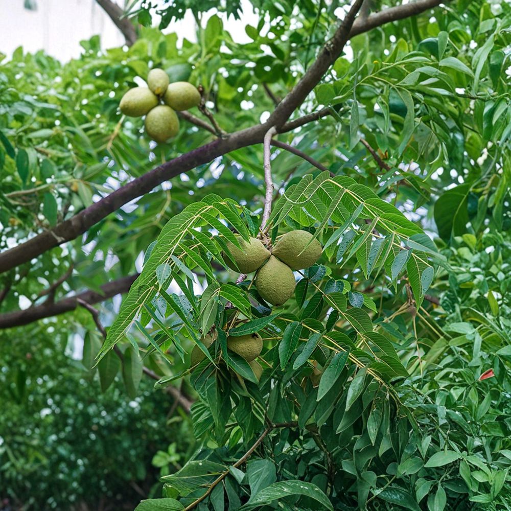 Black Walnut Tree – Juglans nigra Live Bare Root Plant | 12–24 Inches Tall | American Native Nut Tree | Easy to Grow
