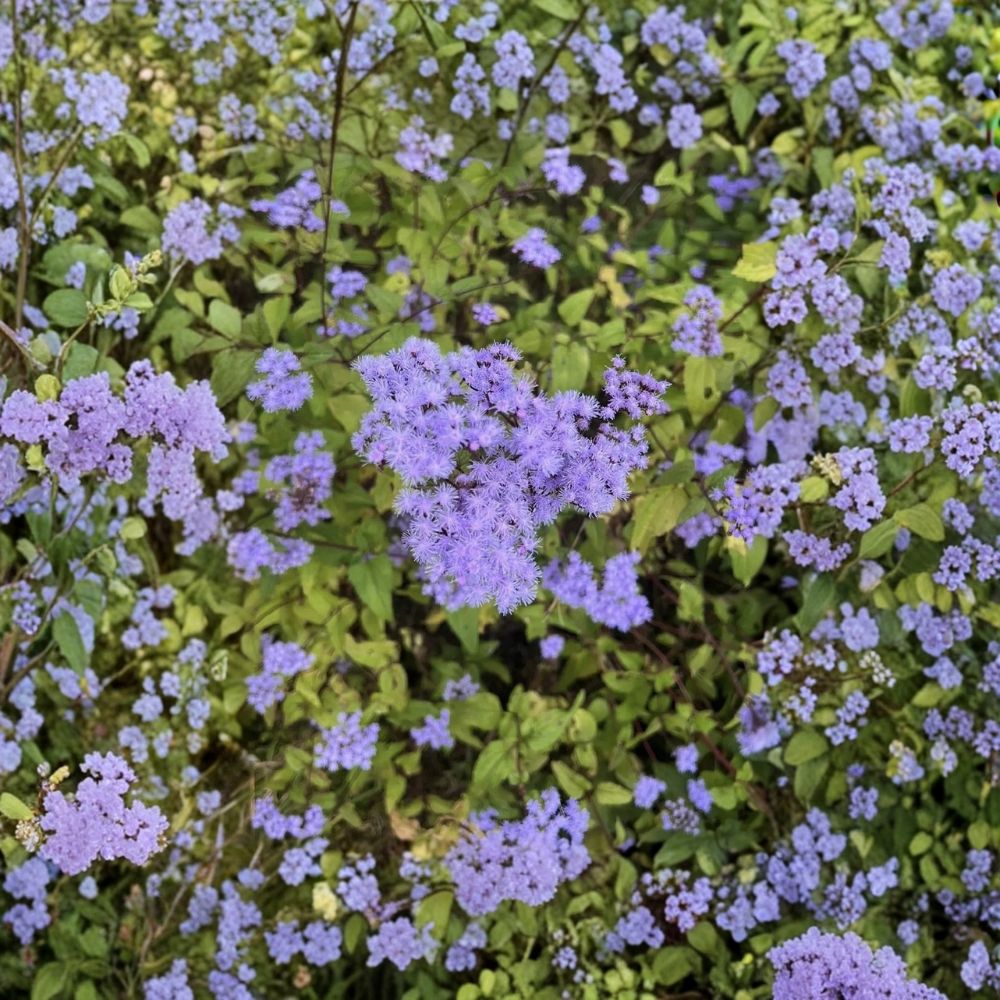 Blue Mistflower Live Plant | Conoclinium caeruleum Bare Root | 8–14 Inches Tall | Native Pollinator Perennial | Easy to Grow
