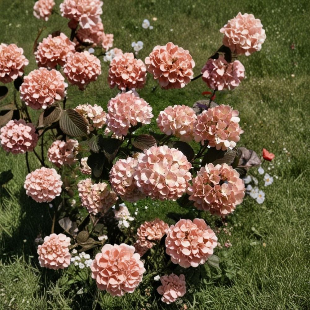 Mary Milton Viburnum – Viburnum × burkwoodii 'Mary Milton' Live Plant | 3.5 Inch Nursery Pot | Fragrant Ornamental Shrub | White to Pink Blooms