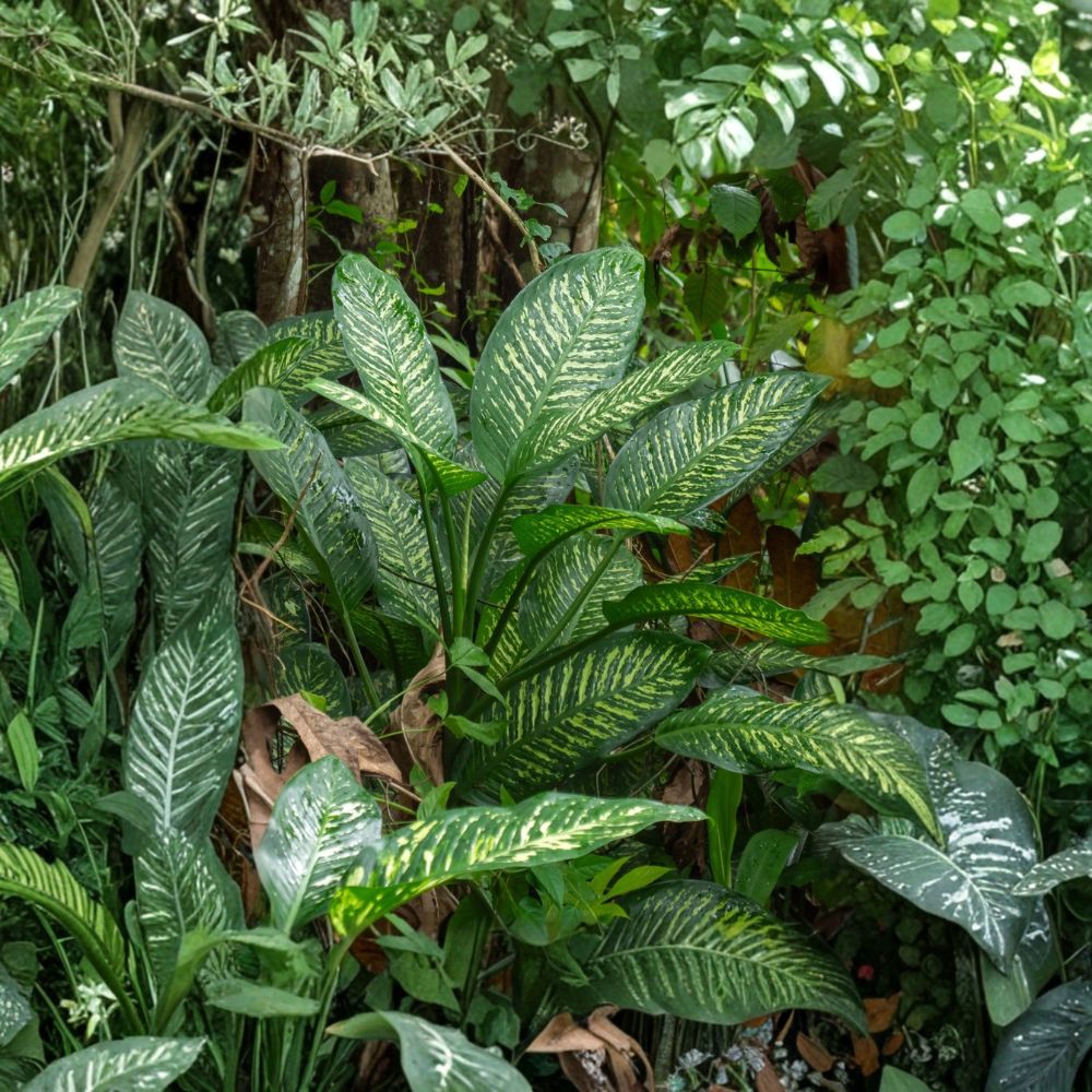 Dieffenbachia Dumb Cane – Variegated Tropical Houseplant Cuttings | Set of 5 | Broadleaf Indoor Plant | Easy to Grow