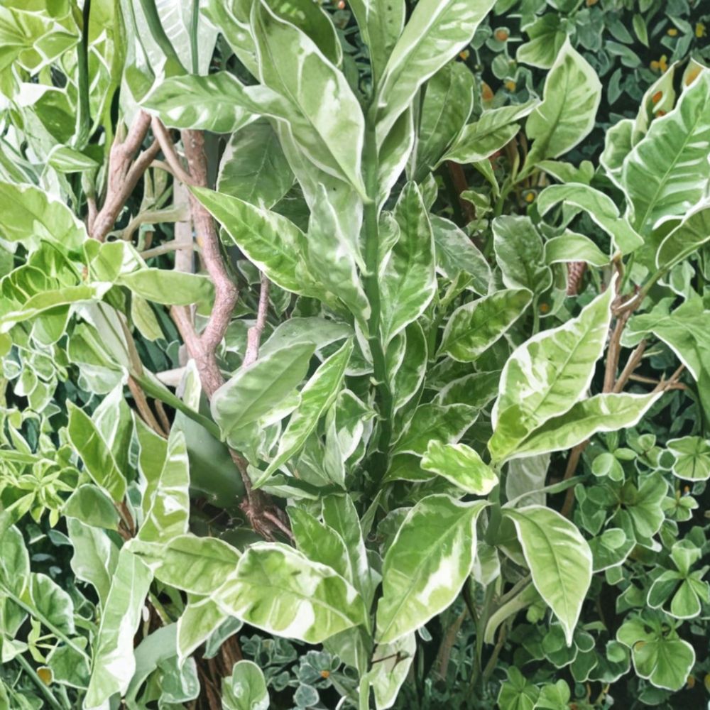 Devil's Backbone – Euphorbia tithymaloides 'Variegata' | 6 Fresh Cuttings + 1 Rooted Plant | Variegated Succulent | Easy to Grow