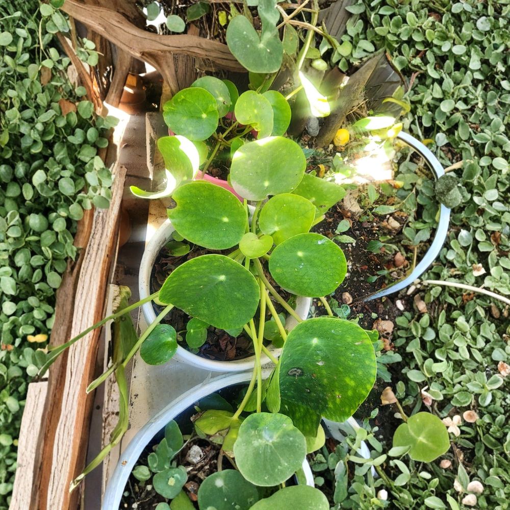 Chinese Money Plant Live Plants | Pilea peperomioides | Pack of 2 | 8–12 Inch Diameter | Fully Rooted | Easy Care Houseplant