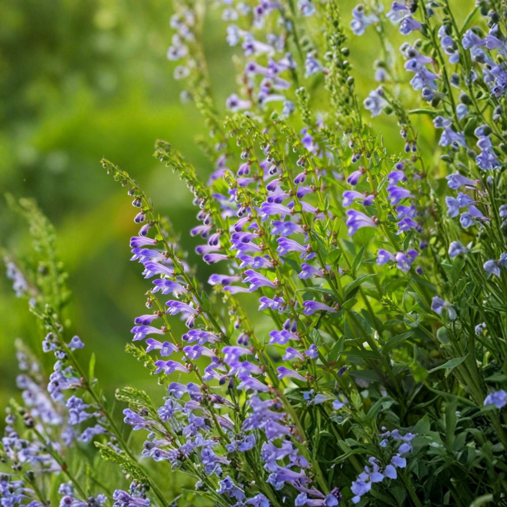 Barbed Skullcap – Scutellaria barbata Live Starter Plant | 3-Inch Pot | Perennial Herb | Easy to Grow | Medicinal Garden Plant