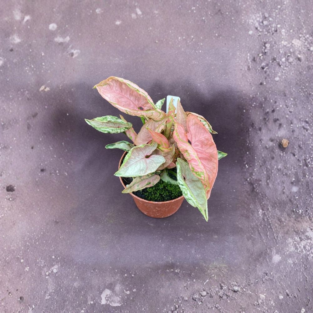Syngonium Pink Chameleon – Syngonium podophyllum 'Pink Chameleon' Live Plant | 3 Inch Pot | Rare Pink Variegated Houseplant