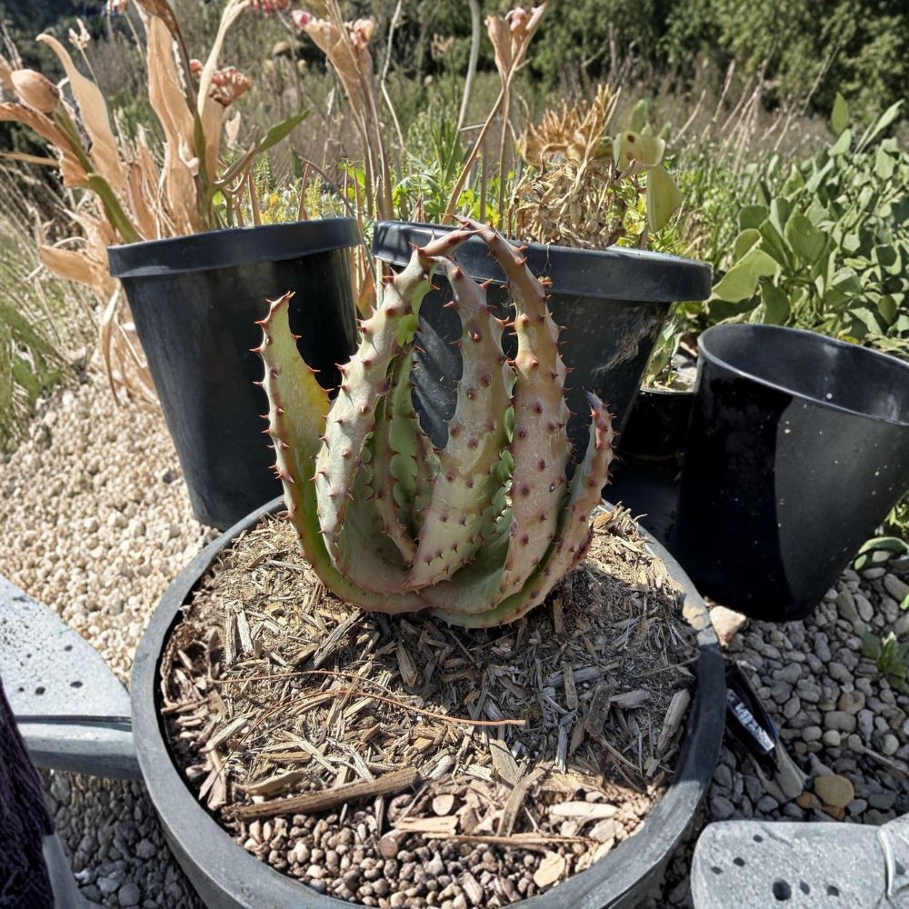 Aloe ferox Live Succulent – Cape Aloe Bare Root Plant | Rare Medicinal Succulent | Drought Tolerant | Easy to Grow