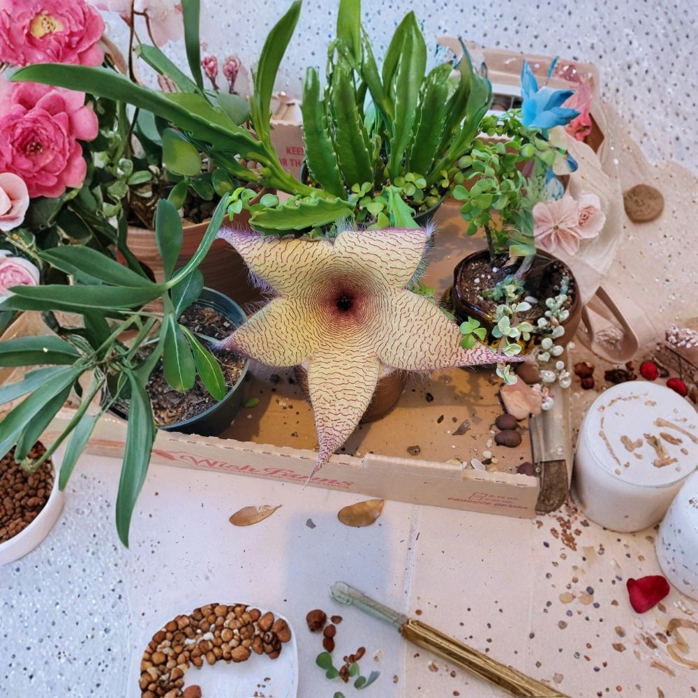 Giant Starfish Flower – Stapelia gigantea Live Rooted Plant | Carrion Flower Succulent | Rare Desert Houseplant