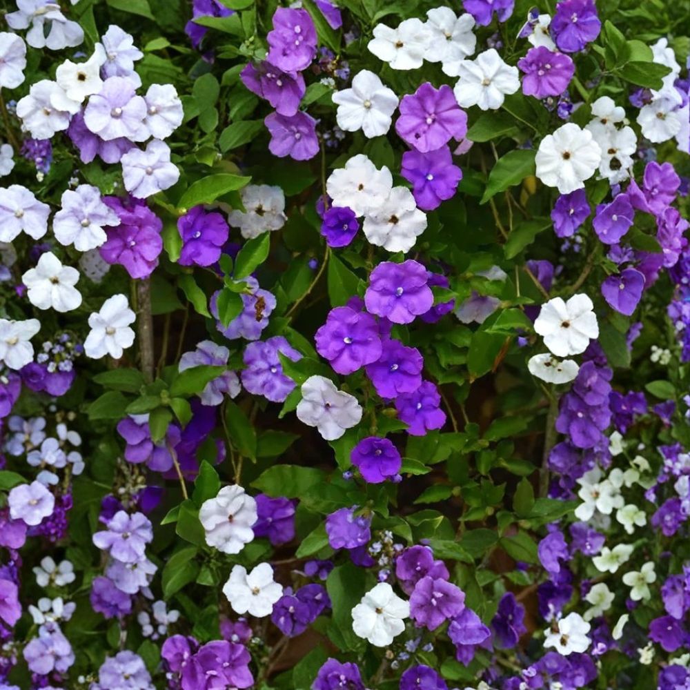Yesterday, Today and Tomorrow – Brunfelsia Fresh Cuttings | Set of 2 | 4–8 Inches Long | Purple Flowering Shrub | Easy to Propagate