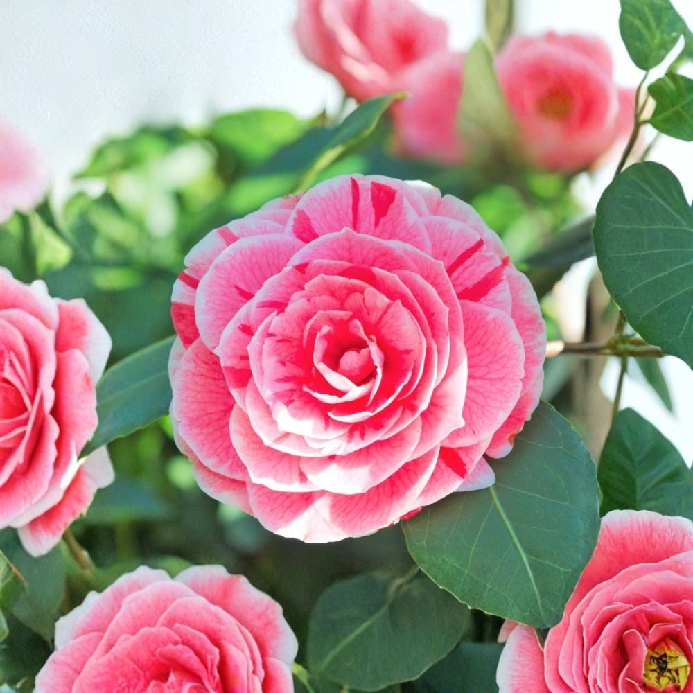 Dad's Pink Camellia Japonica – Camellia japonica 'Dad's Pink' Live Starter Plant | Approx. 4L Size | Bare Root Starter | Evergreen Flowering Shrub