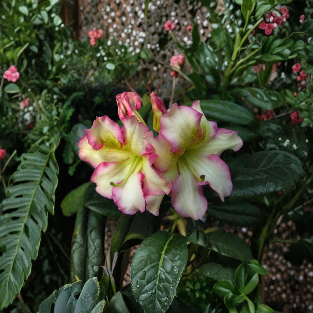Melrose Flash Rhododendron – Live Evergreen Shrub | 12–15 Inches Wide Field Grown Plant | Hardy to 0°F | Pink Yellow Green Blooms | Colorful Landscape Rhododendron