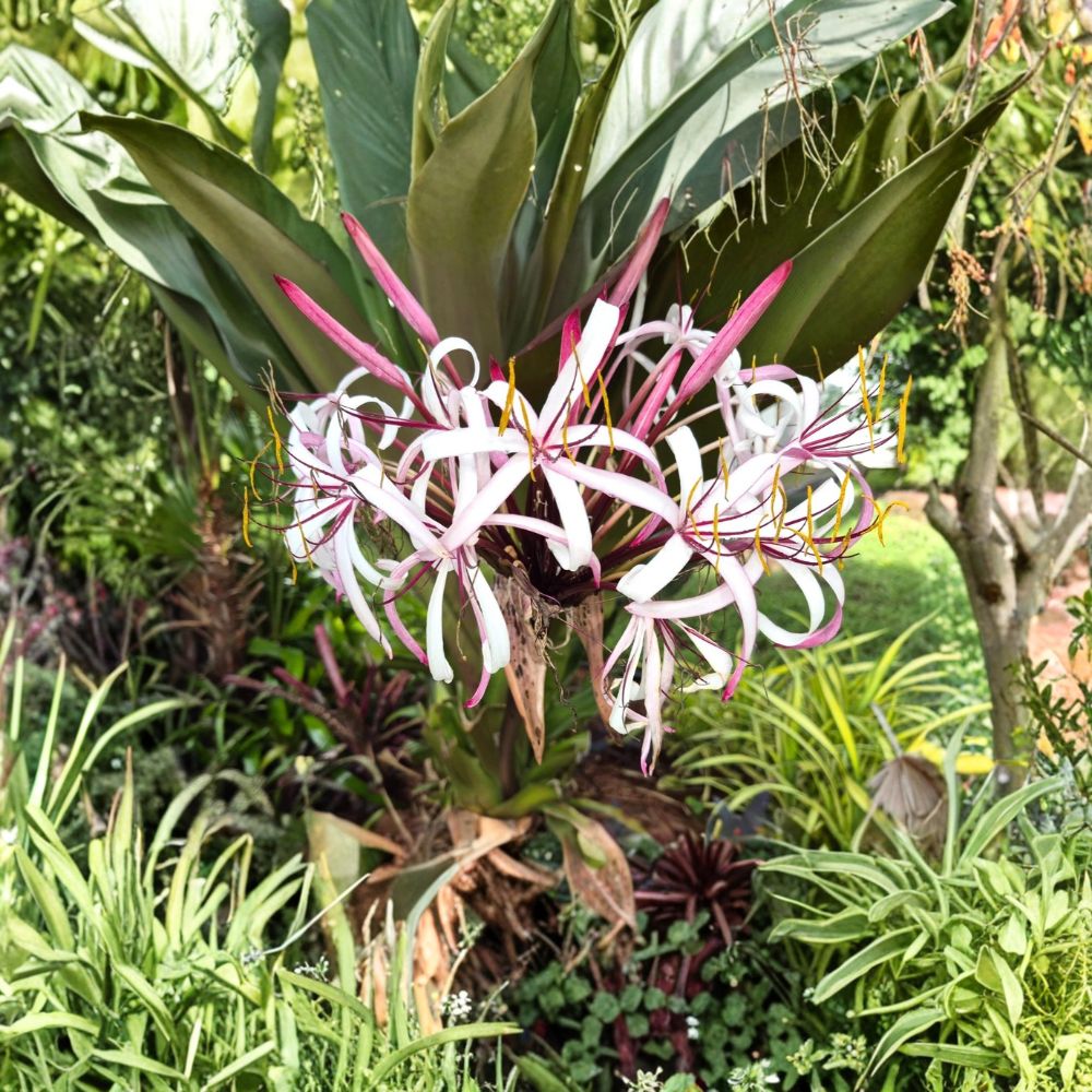 Queen Emma Purple Crinum Lily – 2 Live Bare Root Plants | 12 Inches+ Tall | Tropical Fragrant Flower | Hardy Garden Lily | Easy to Grow