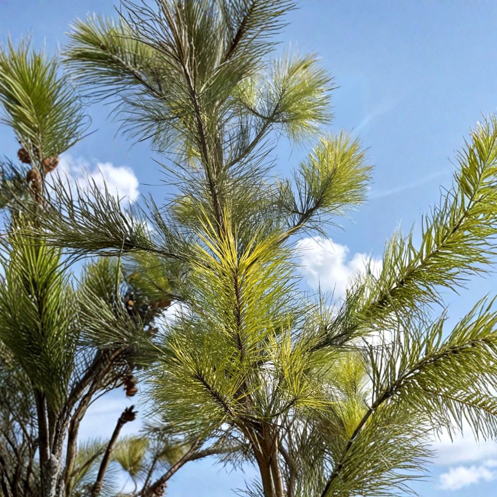 Loblolly Pine – Pinus taeda Live Bare Root Seedling | 10+ Inch Evergreen Tree | Fast-Growing Native Pine