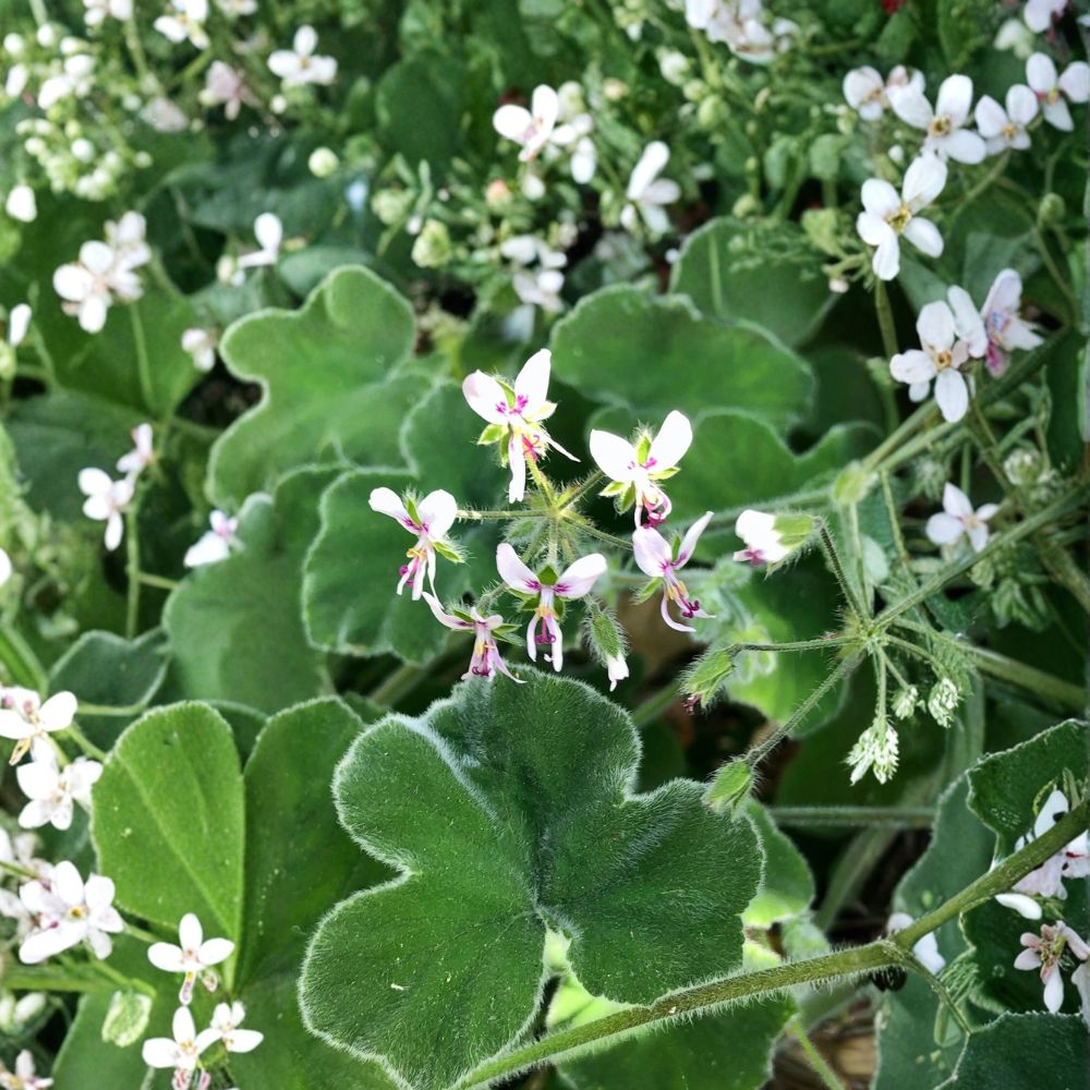 Chocolate Mint Scented Pelargonium – Live Plant Cuttings | 3 x 6 Inch Unrooted Cuttings | Rare Fuzzy Geranium | Fragrant Herb | Easy to Propagate