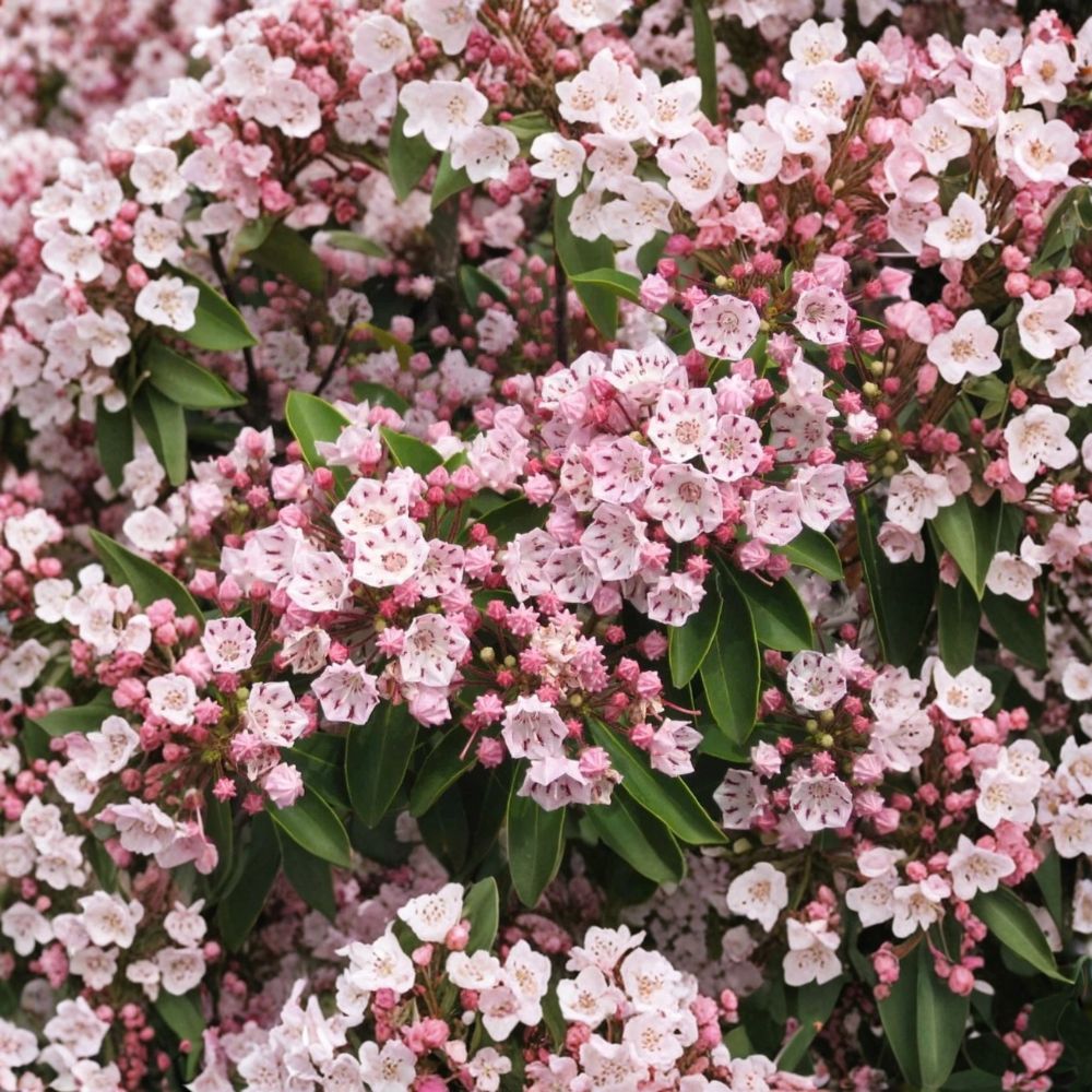 Pink Mountain Laurel – Kalmia latifolia Live Bare Root Plant | 1+ Foot Tall | Hardy Native Flowering Shrub | Evergreen Landscape Plant