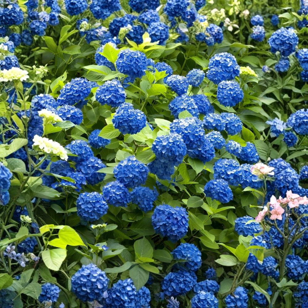 Hydrangea 'Nikko Blue' – Hydrangea macrophylla Live Starter Plant | 6–12 Inches Tall | Mophead Hydrangea | FREE SHIPPING