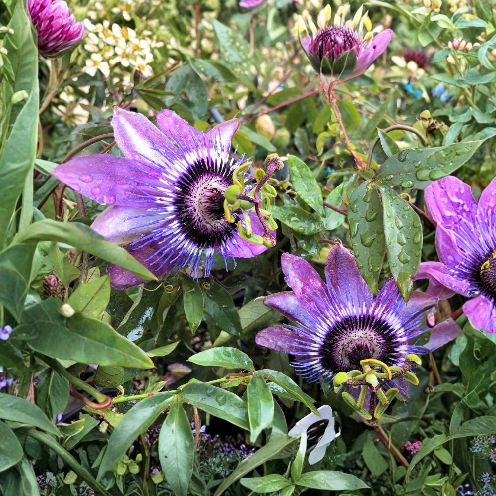 Passion Flower Betty Myles Young – Passiflora 'Betty Myles Young' Live Rooted Vine | Quart Pot | Fragrant Purple Blooms | Tropical Climbing Plant